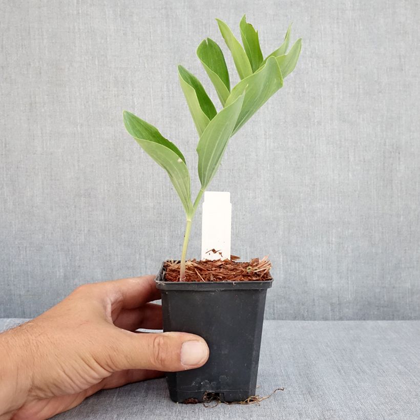Spécimen de Sceau de Salomon - Polygonatum multiflorum Godet de 8/9 cm tel que livré en été