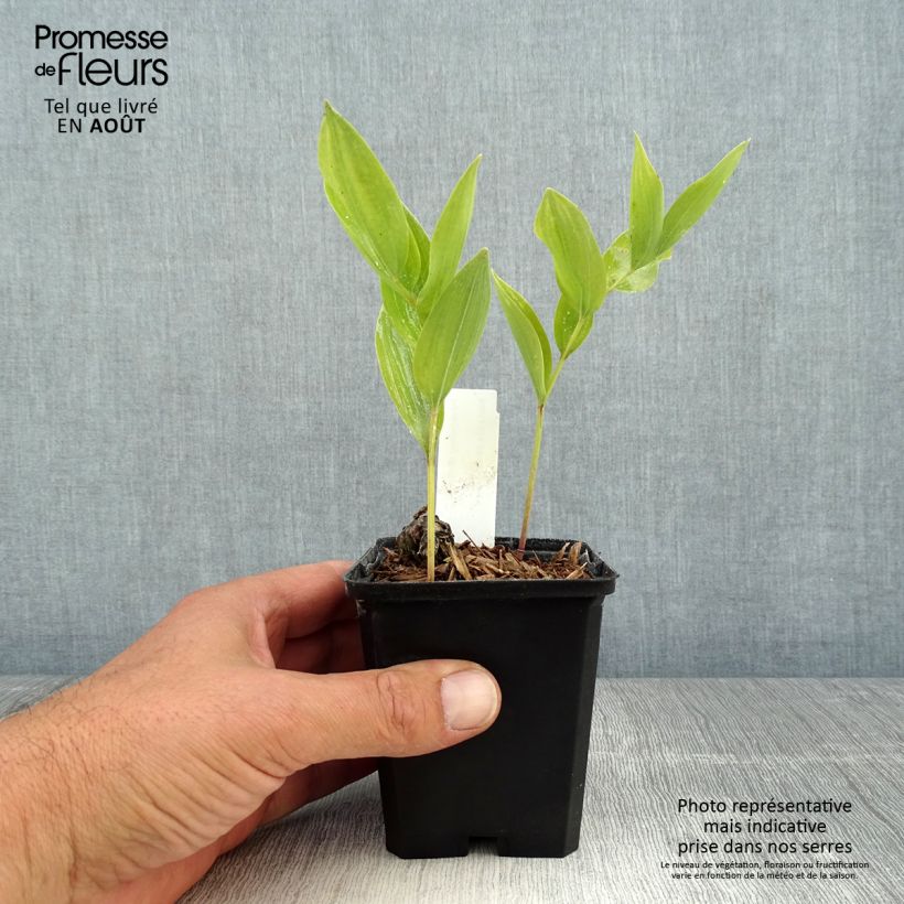 Spécimen de Sceau de Salomon - Polygonatum odoratum Godet de 8/9 cm tel que livré en été