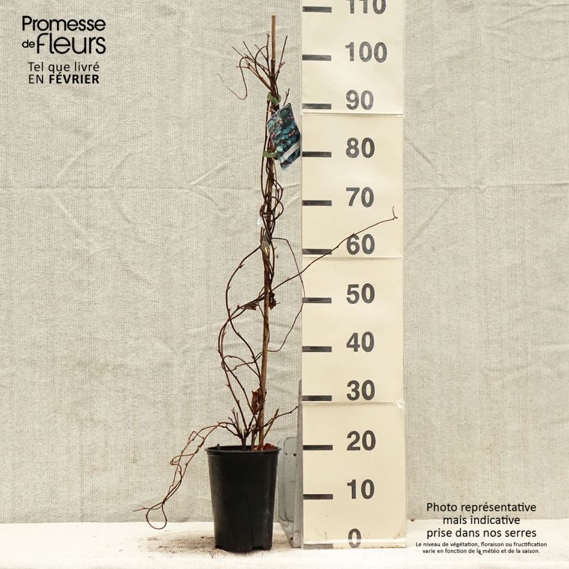 Spécimen de Schisandra chinensis - Baie aux 5 saveurs Pot de 2L/3L tel que livré en hiver