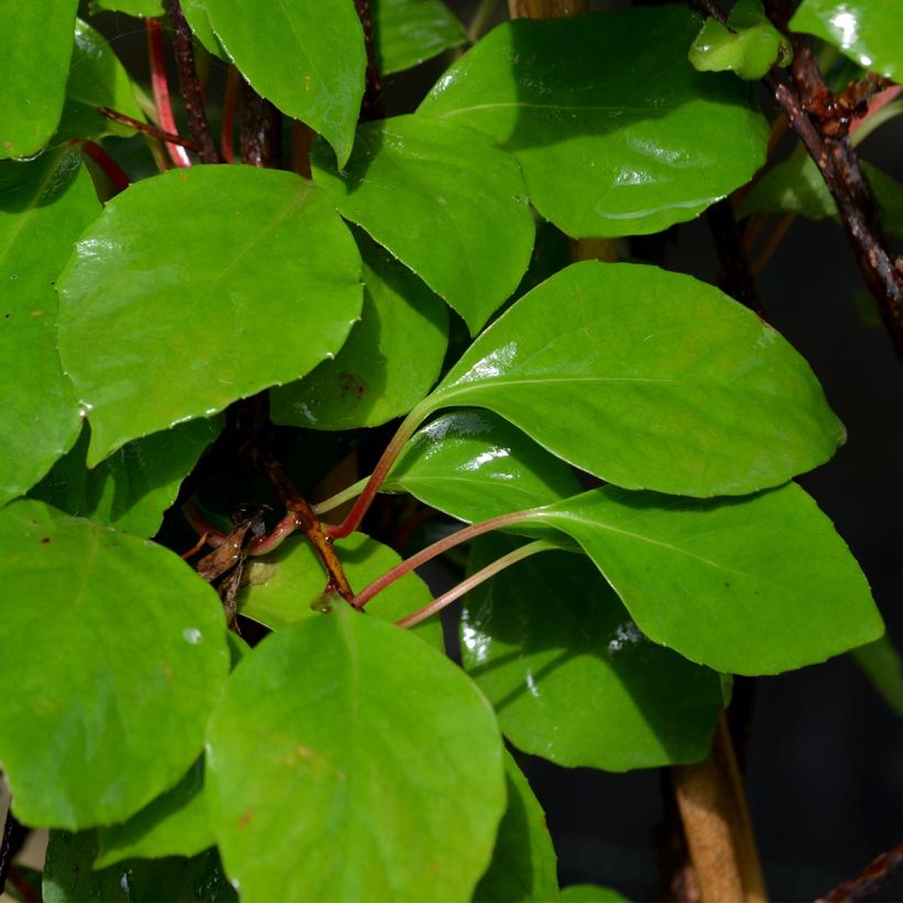 Schisandra rubriflora (Feuillage)