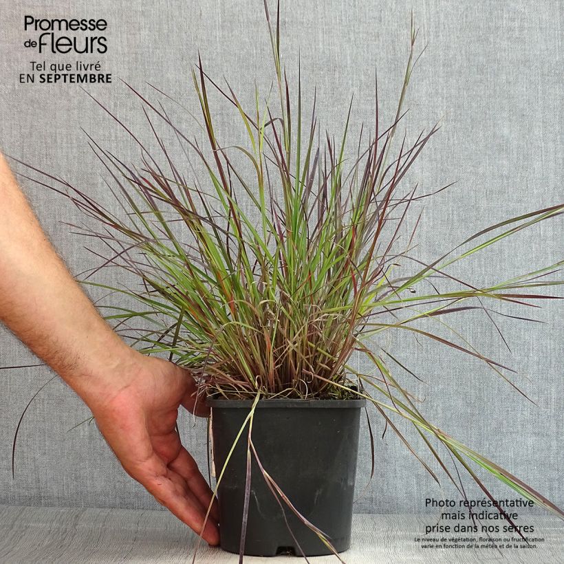 Spécimen de Schizachyrium Colorado - Herbe à balais Pot de 2L/3L tel que livré en été