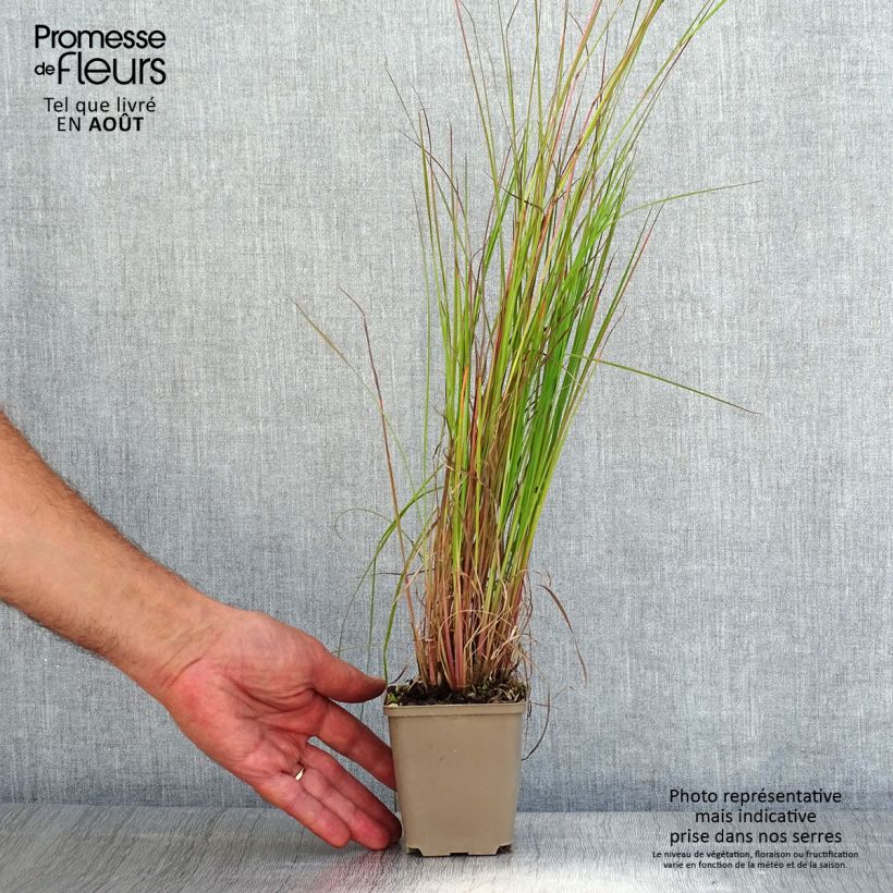 Spécimen de Schizachyrium scoparium Blaze - Herbe à balais Godet de 8/9 cm tel que livré en été