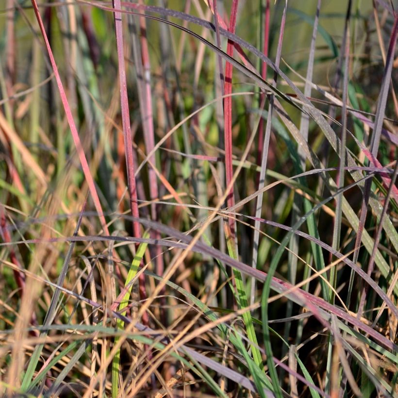 Schizachyrium scoparium Blue Heaven (Feuillage)