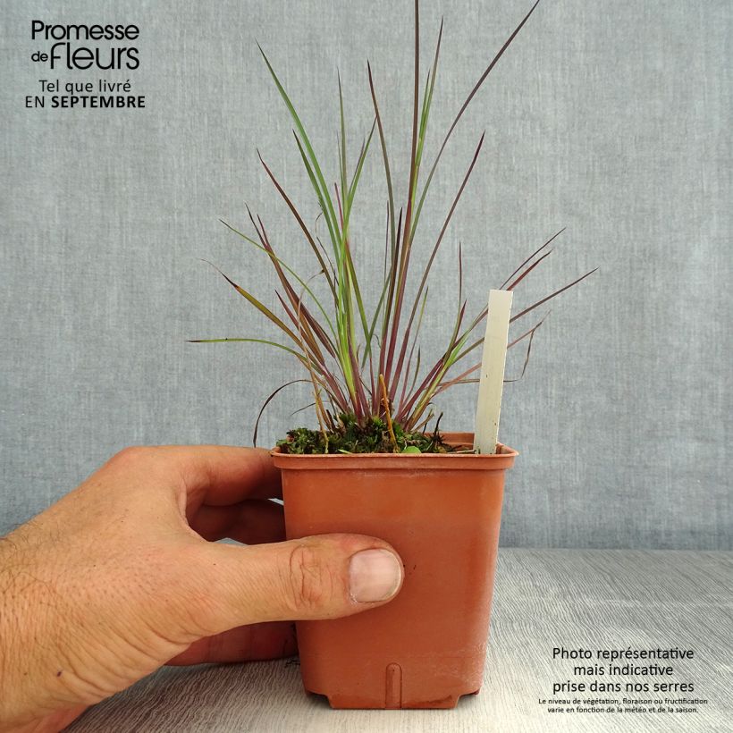 Spécimen de Schizachyrium scoparium Blue Heaven Godet de 8/9 cm tel que livré en été