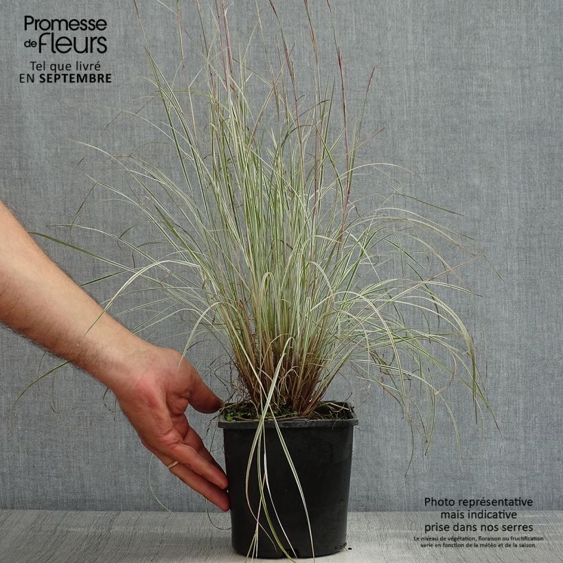 Spécimen de Schizachyrium scoparium Chameleon - Herbe à balais Pot de 2L/3L tel que livré en été