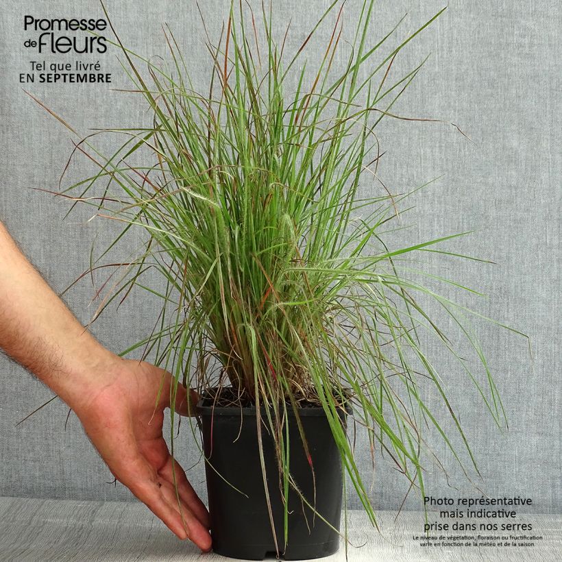 Spécimen de Schizachyrium scoparium Ha Ha Tonka - Herbe à balais Pot de 2L/3L tel que livré en été