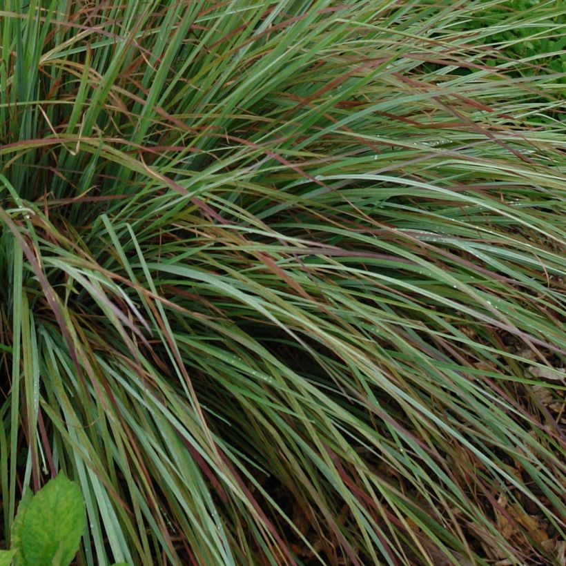 Schizachyrium scoparium Standing Ovation (Feuillage)