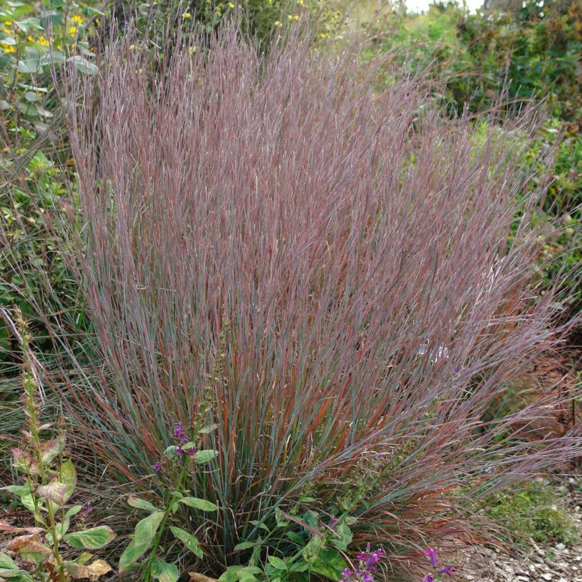 Schizachyrium scoparium Standing Ovation (Port)