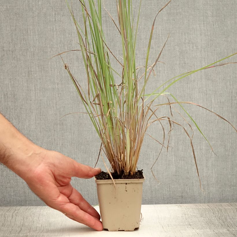 Spécimen de Schizachyrium scoparium Standing Ovation Godet de 8/9 cm tel que livré en été