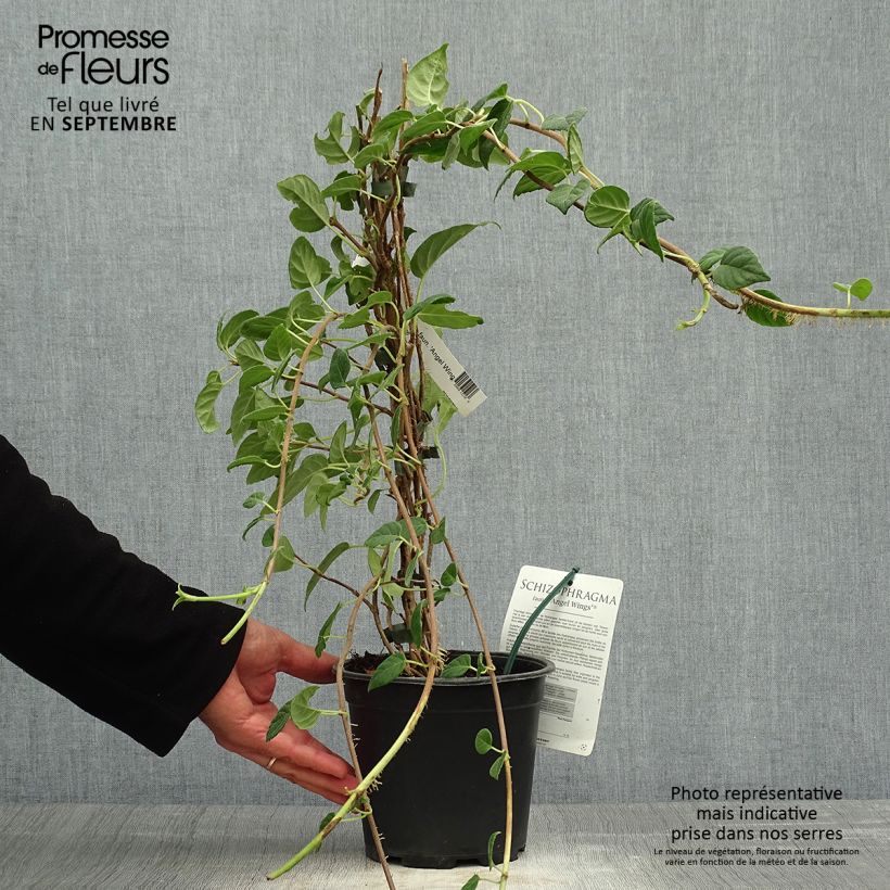 Spécimen de Schizophragma Angel Wings - Hortensia grimpant Pot de 2L/3L tel que livré en automne