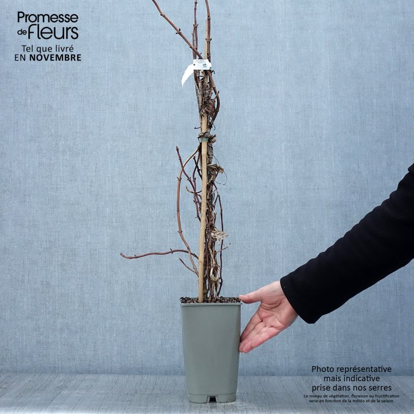 Spécimen de Schizophragma hydrangeoïdes Burst Of Light Pot de 2L/3L tel que livré en automne