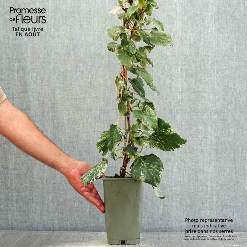 Spécimen de Schizophragma hydrangeoïdes Burst Of Light Pot de 2L/3L tel que livré en été