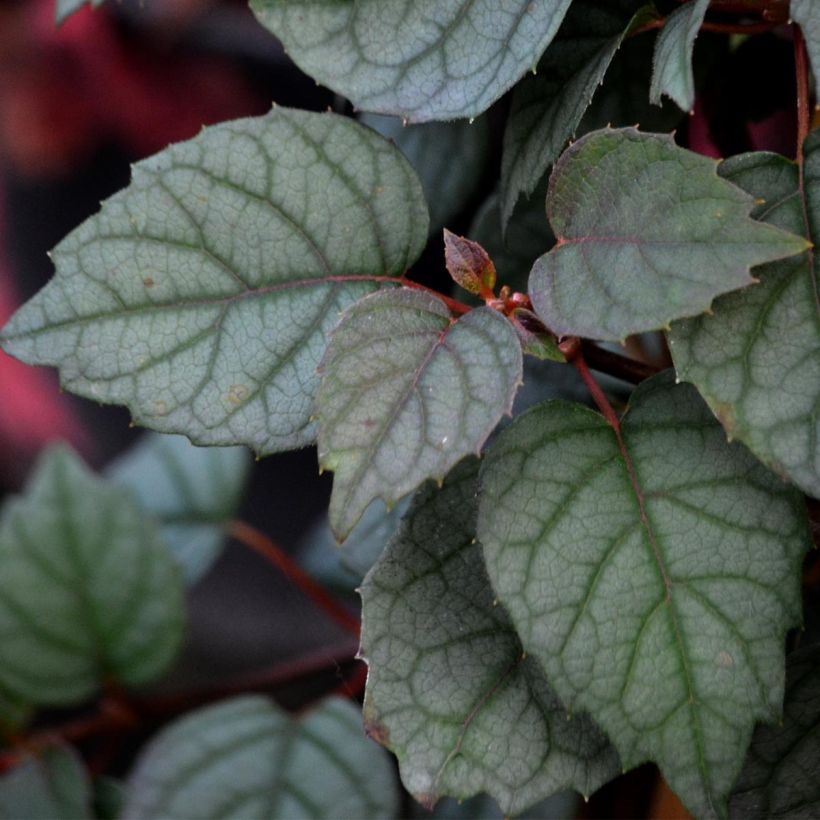 Schizophragma hydrangeoides Moonlight (Feuillage)