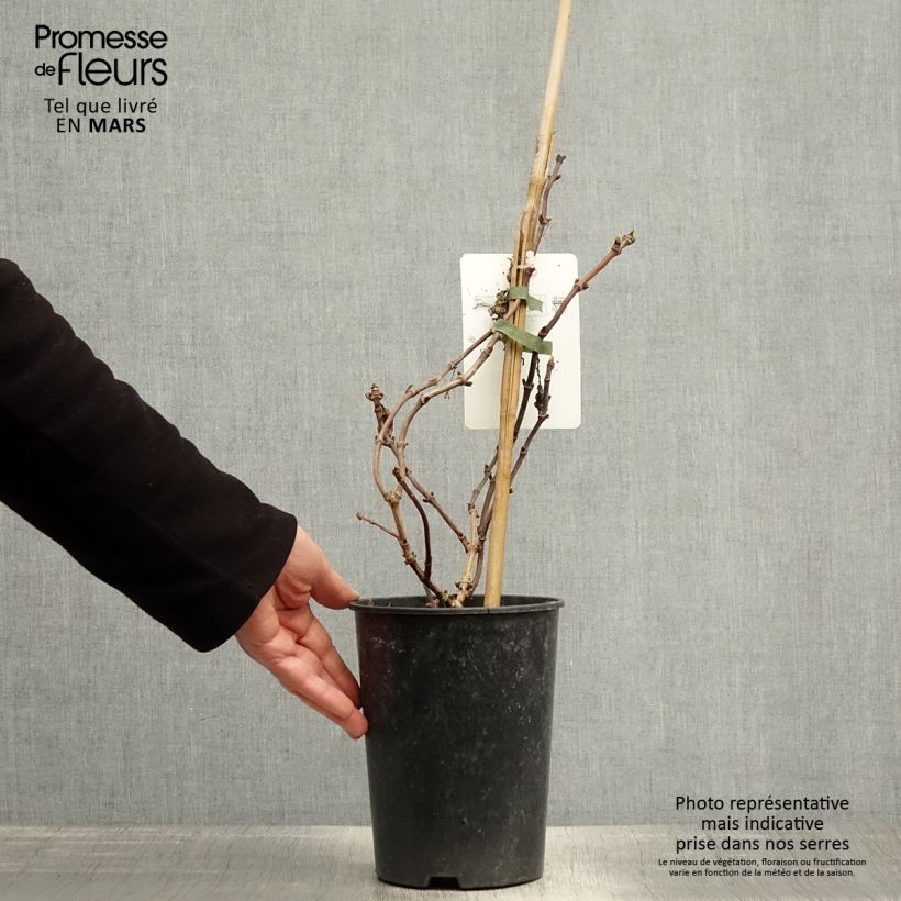 Spécimen de Schizophragma hydrangeoides Snow Sensation - Faux hortensia grimpant - pot de 3L/4L tel que livré au printemps