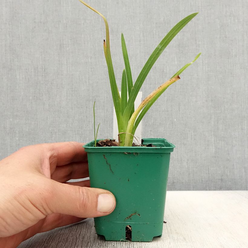 Spécimen de Schizostylis coccinea Rosea - Lis des Cafres Godet de 8/9 cm tel que livré au printemps