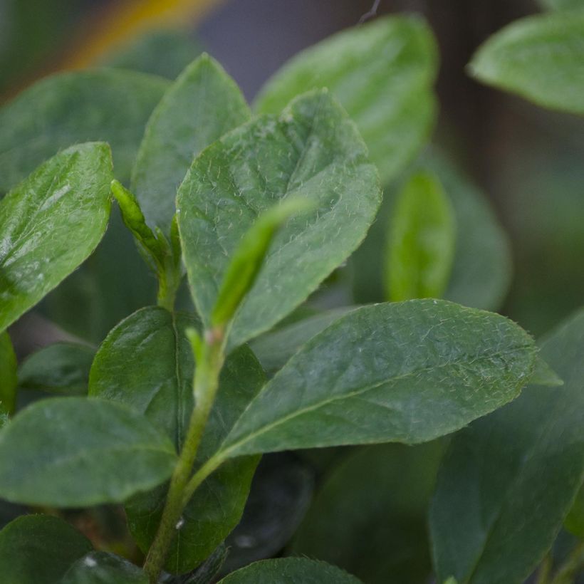 Azalée du Japon Schneewittchen - Rhododendron hybride (Feuillage)