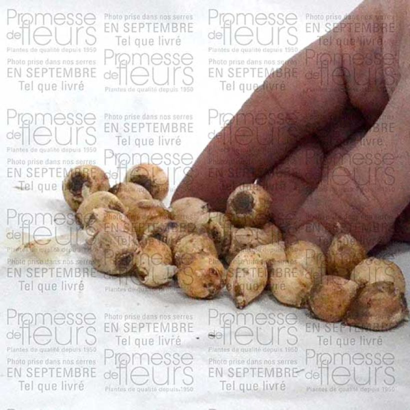 Exemple de spécimen de Scille bifolia Bulbe tel que livré