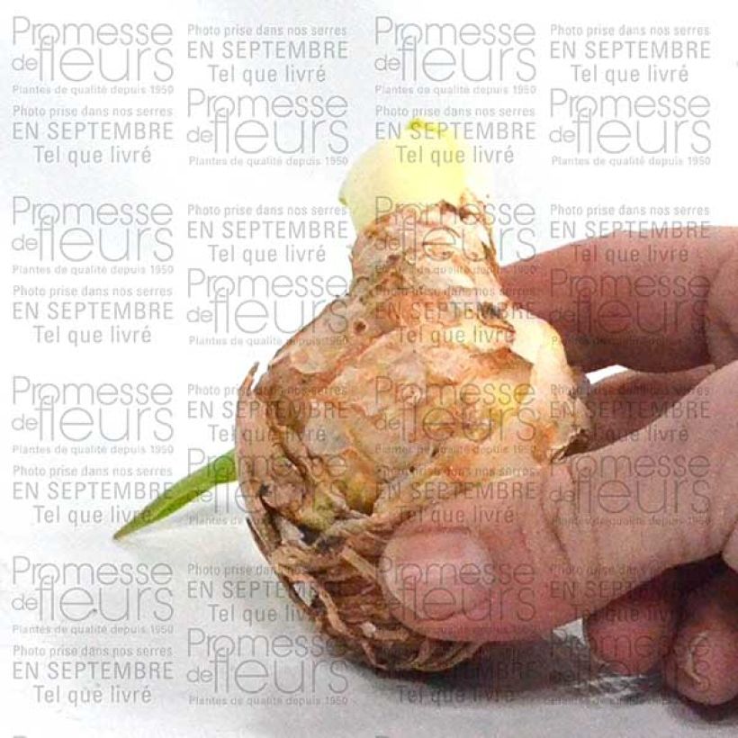 Exemple de spécimen de Scille du Pérou - Scilla peruviana Bulbe tel que livré
