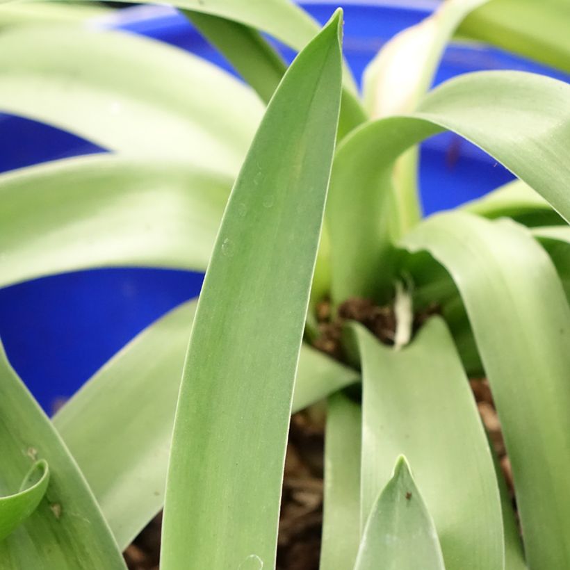 Scille du Pérou - Scilla peruviana (Feuillage)