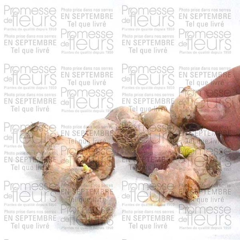 Exemple de spécimen de Scille de Sibérie - Scilla siberica Alba Bulbe tel que livré