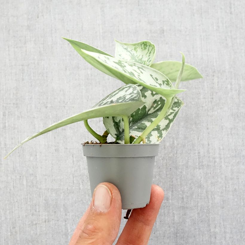 Spécimen de Scindapus pictus - Pothos argenté Motte 5 cm x 7 cm tel que livré au printemps