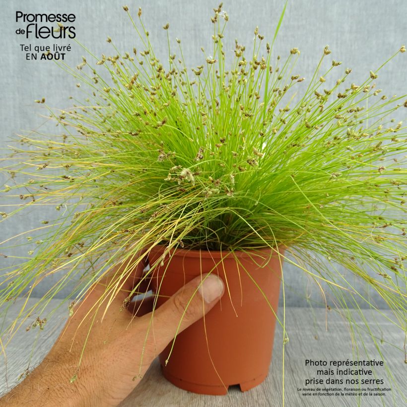 Spécimen de Scirpus cernuus - Souchet penché Pot de 1L/1,5L tel que livré en été