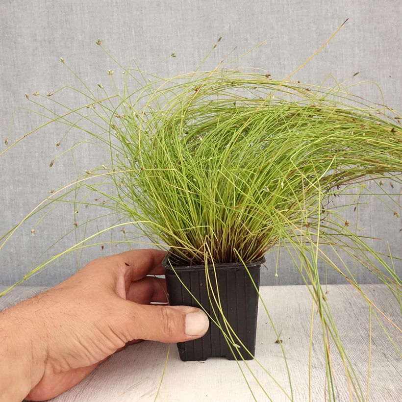 Spécimen de Scirpus cernuus - Souchet penché Godet de 7/8 cm tel que livré en été
