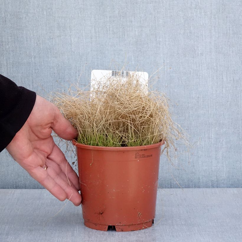 Spécimen de Scirpus cernuus - Souchet penché Pot de 1L/1,5L tel que livré au printemps