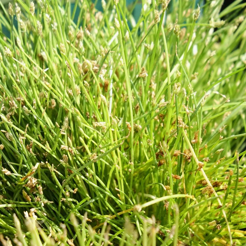 Scirpus isolepsis (Feuillage)