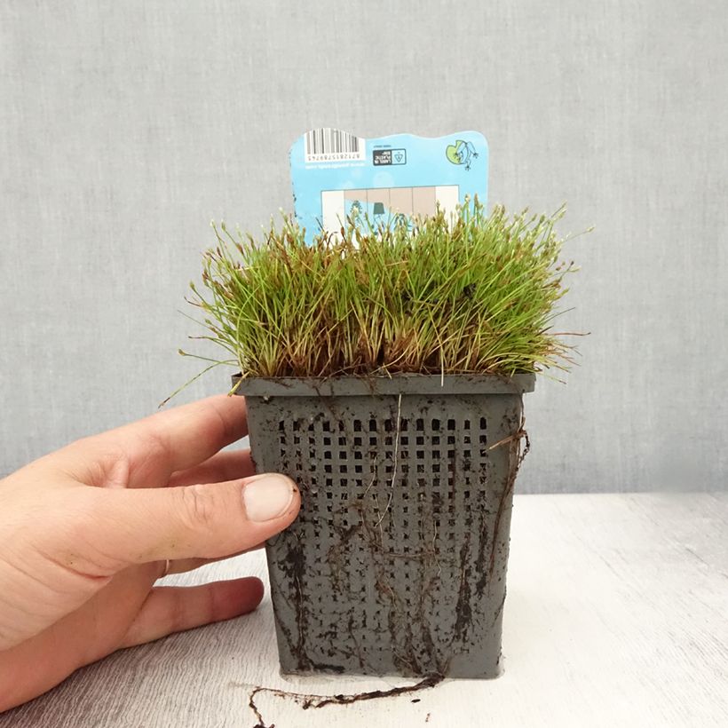 Spécimen de Scirpus isolepsis Pot de 1L/1,5L tel que livré en été