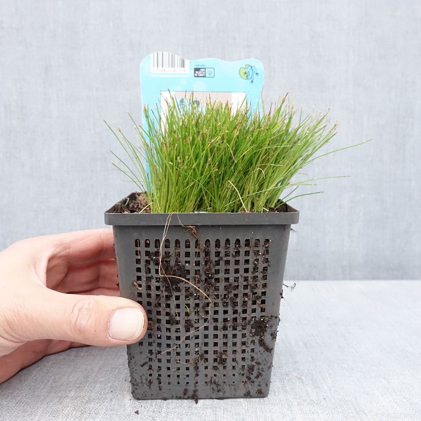Spécimen de Scirpus isolepsis - Pot de 1L/1,5L tel que livré au printemps