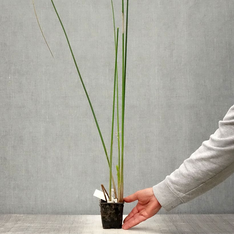 Spécimen de Scirpus mucronatus - Scirpe mucroné Godet de 8/9 cm tel que livré en été
