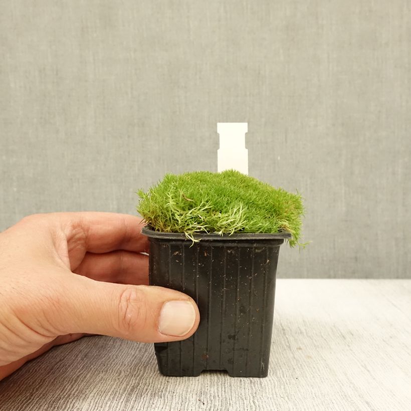 Spécimen de Scleranthus uniflorus - Scléranthe  Godet de 8/9 cm tel que livré en automne
