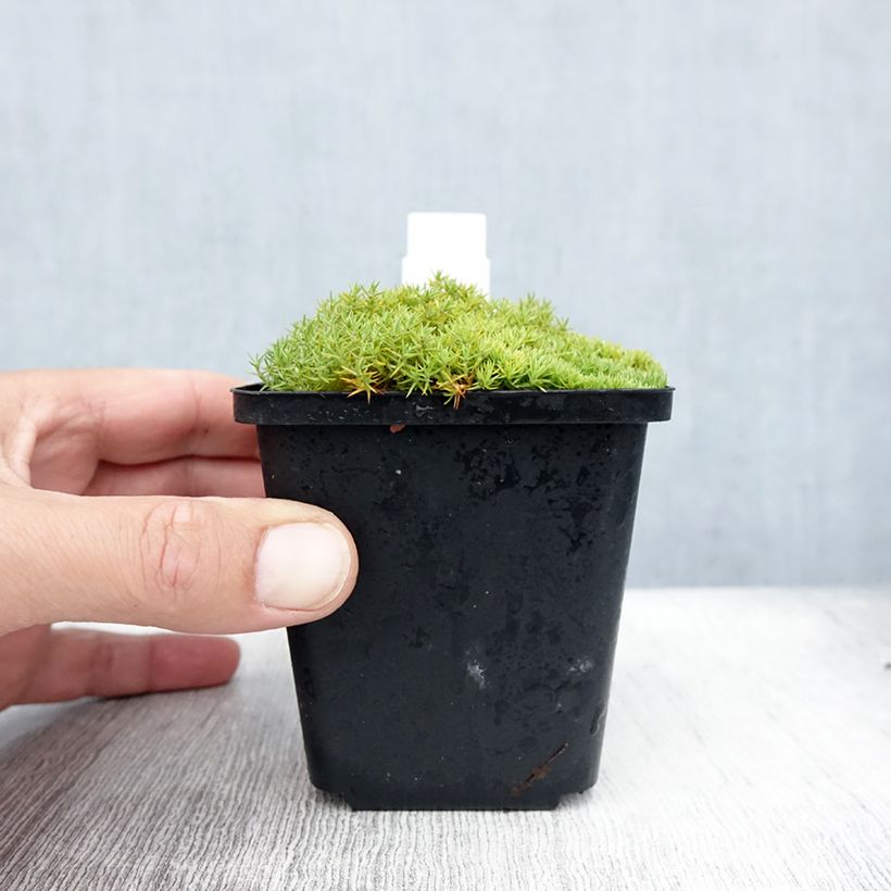 Spécimen de Scleranthus uniflorus - Scléranthe  Godet de 8/9 cm tel que livré en été