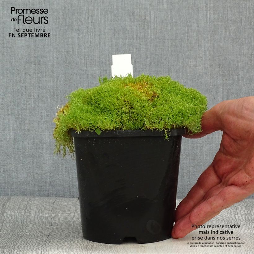 Spécimen de Scleranthus uniflorus - Scléranthe  Pot de 1,5L/2L tel que livré en été