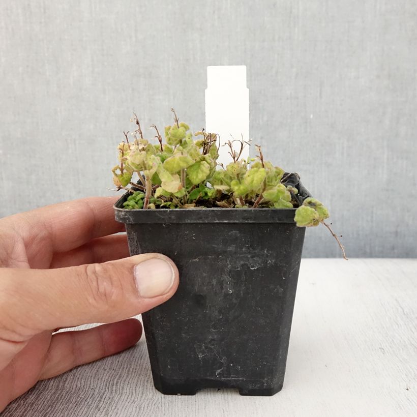 Spécimen de Scutellaria indica var. parviflora - Scutellaire Godet de 8/9 cm tel que livré en été