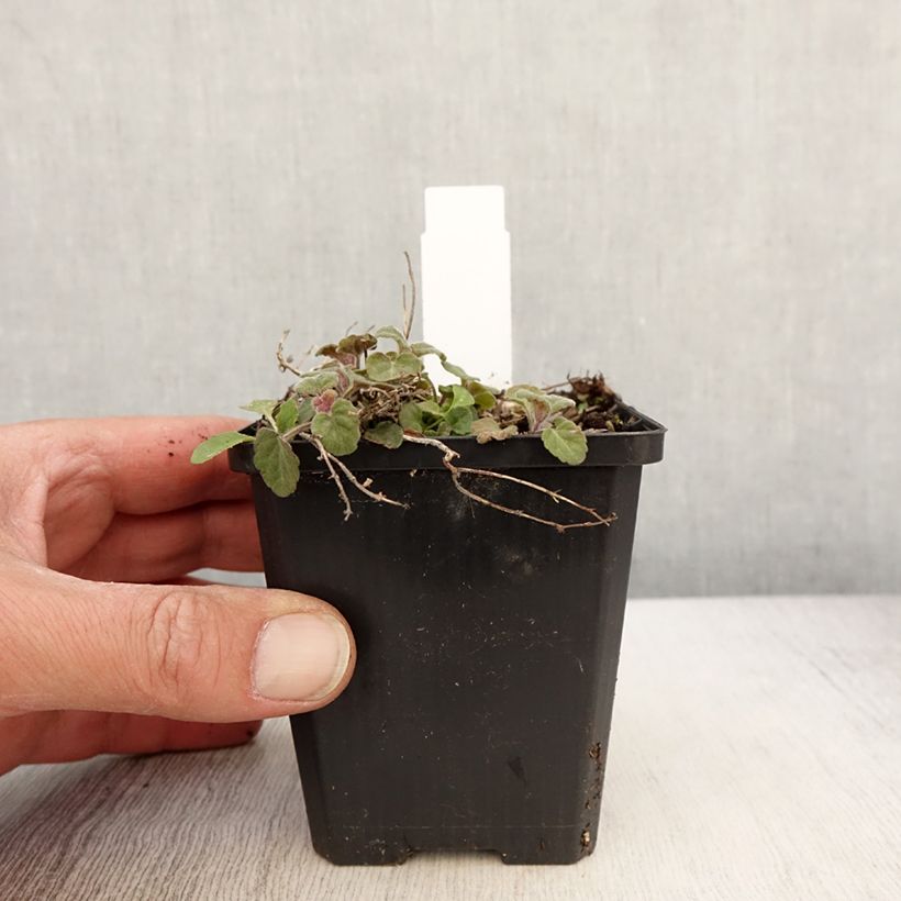 Spécimen de Scutellaria indica var. parviflora - Scutellaire - Godet de 8/9 cm tel que livré au printemps