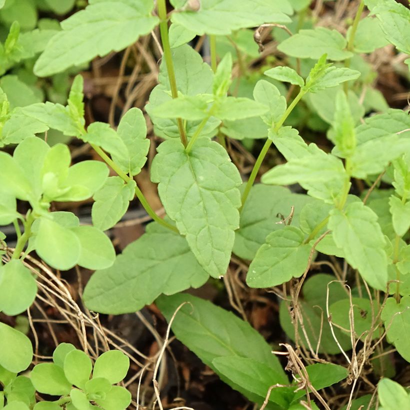 Scutellaria scordiifolia - Scutellaire casquée (Feuillage)