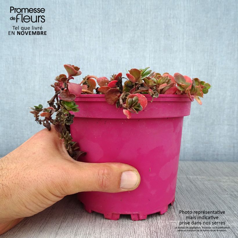 Spécimen de Sedum album Coral Carpet - Orpin blanc tel que livré en automne