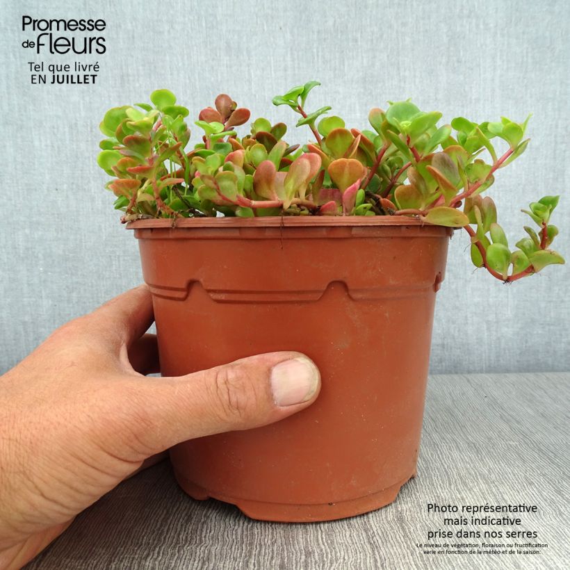 Spécimen de Sedum album Coral Carpet - Orpin blanc Pot de 2L/3L tel que livré en été
