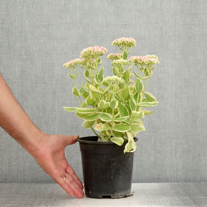 Spécimen de Sedum Autumn Charm (Hylotelephium) - Pot de 2L/3L tel que livré en été