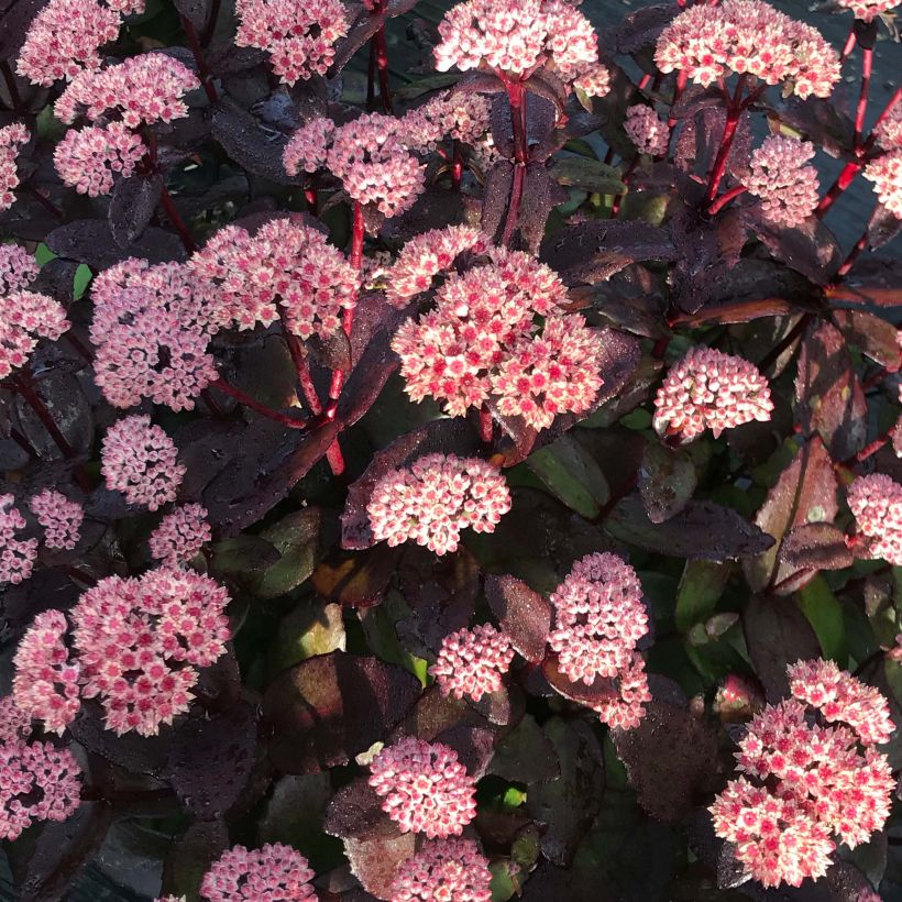 Sedum Black Knight  (Floraison)