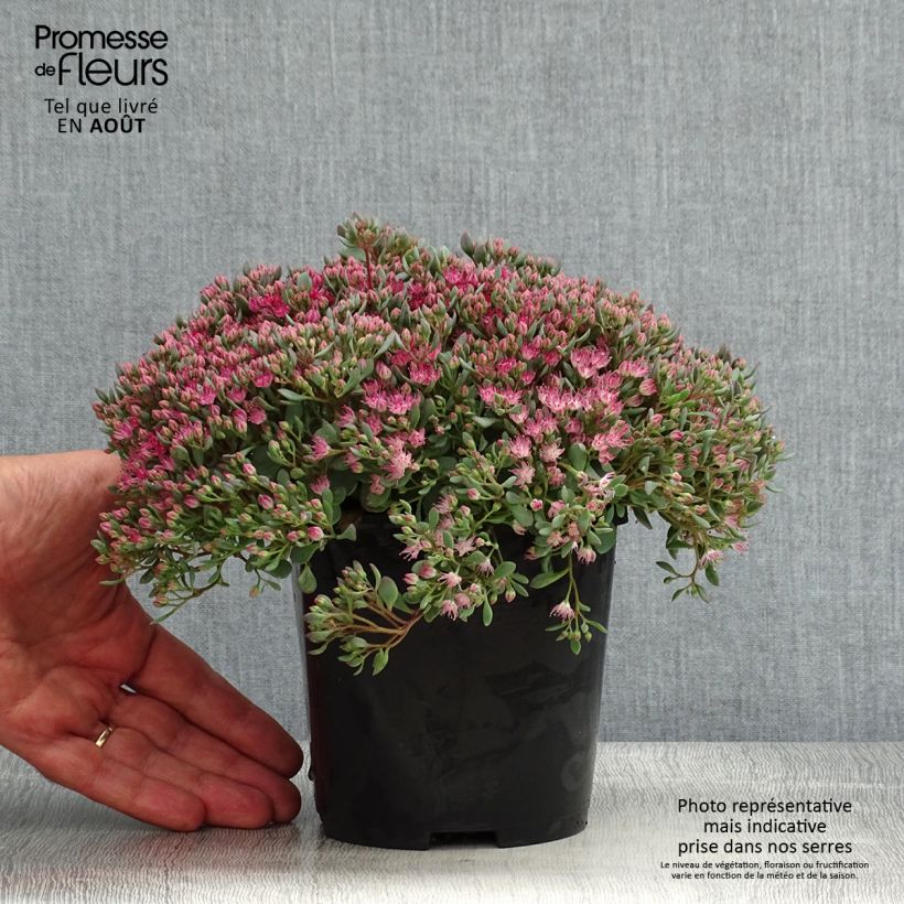 Spécimen de Sedum cauticola Lidakense - Orpin Pot de 1,5L/2L tel que livré en été