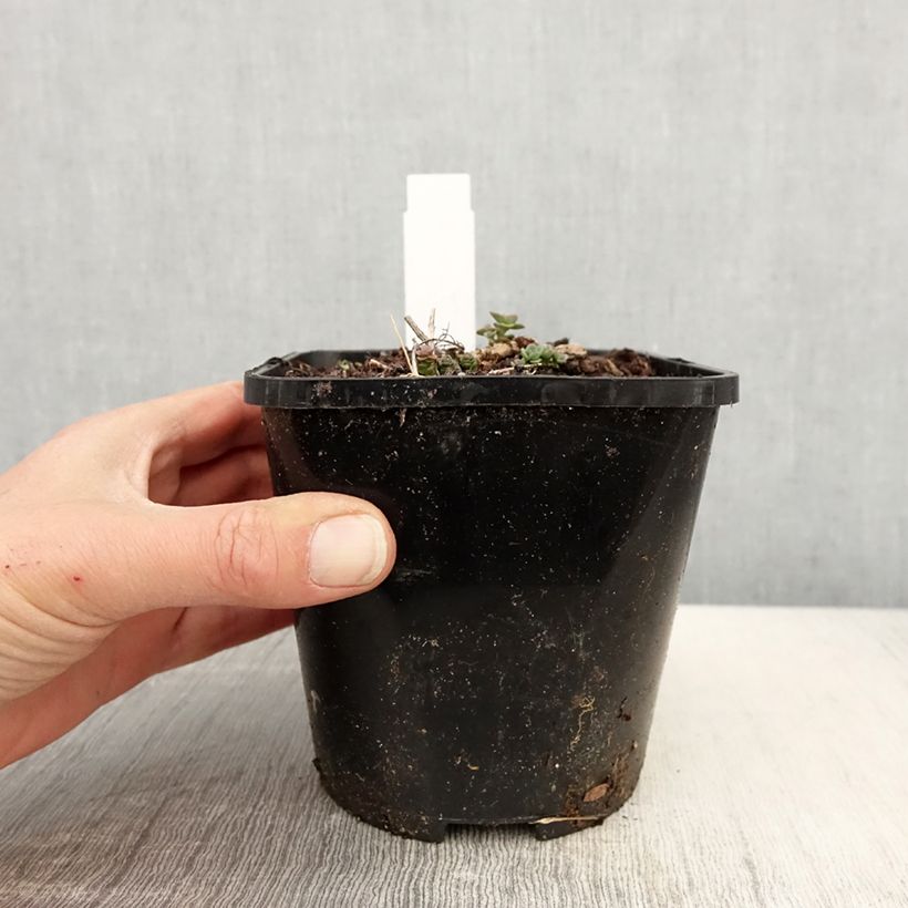 Spécimen de Sedum cauticola Lidakense - Orpin Pot de 1.5L/2L tel que livré au printemps
