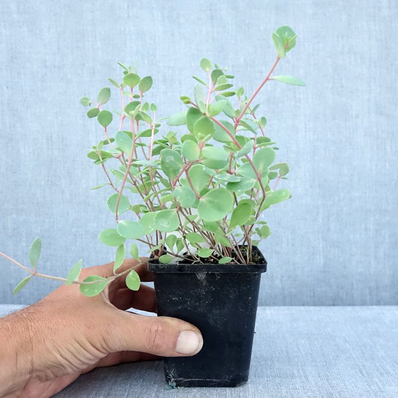 Spécimen de Sedum cauticola Robustum - Orpin Godet de 8/9 cm tel que livré en été