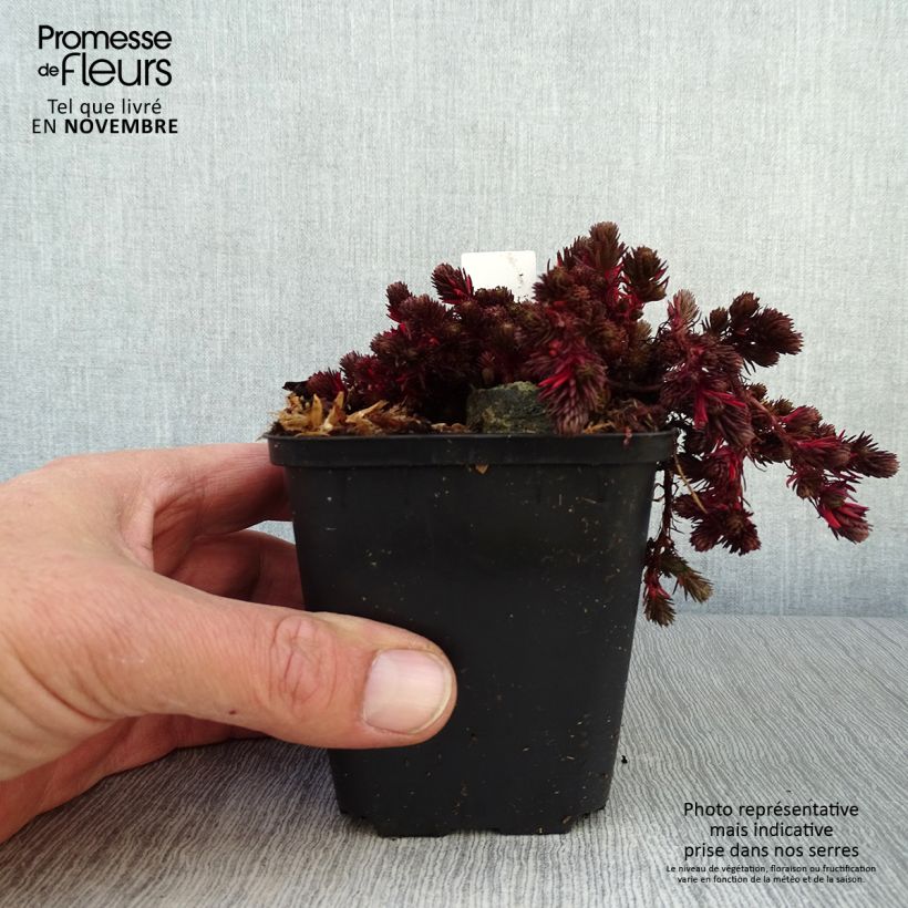Spécimen de Sedum Chocolate Ball - Orpin Godet de 8/9 cm tel que livré en automne