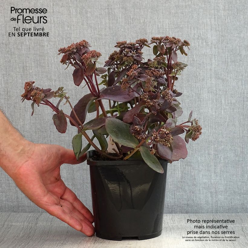 Spécimen de Sedum Chocolate Cherry - Orpin reprise Pot de 2L/3L tel que livré en été