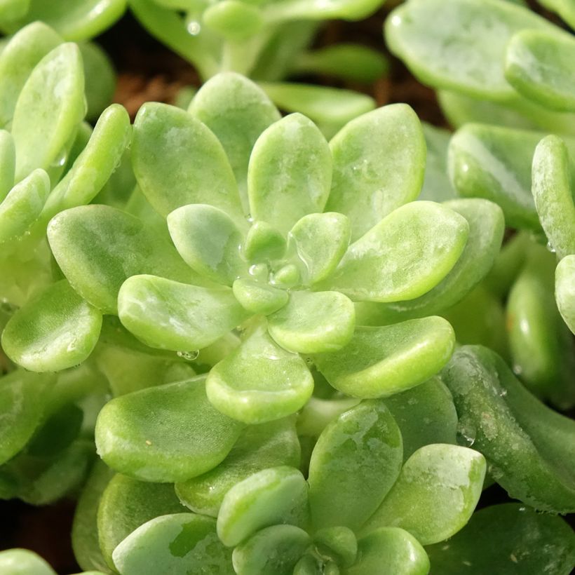 Sedum clavatum - Orpin mexicain (Feuillage)