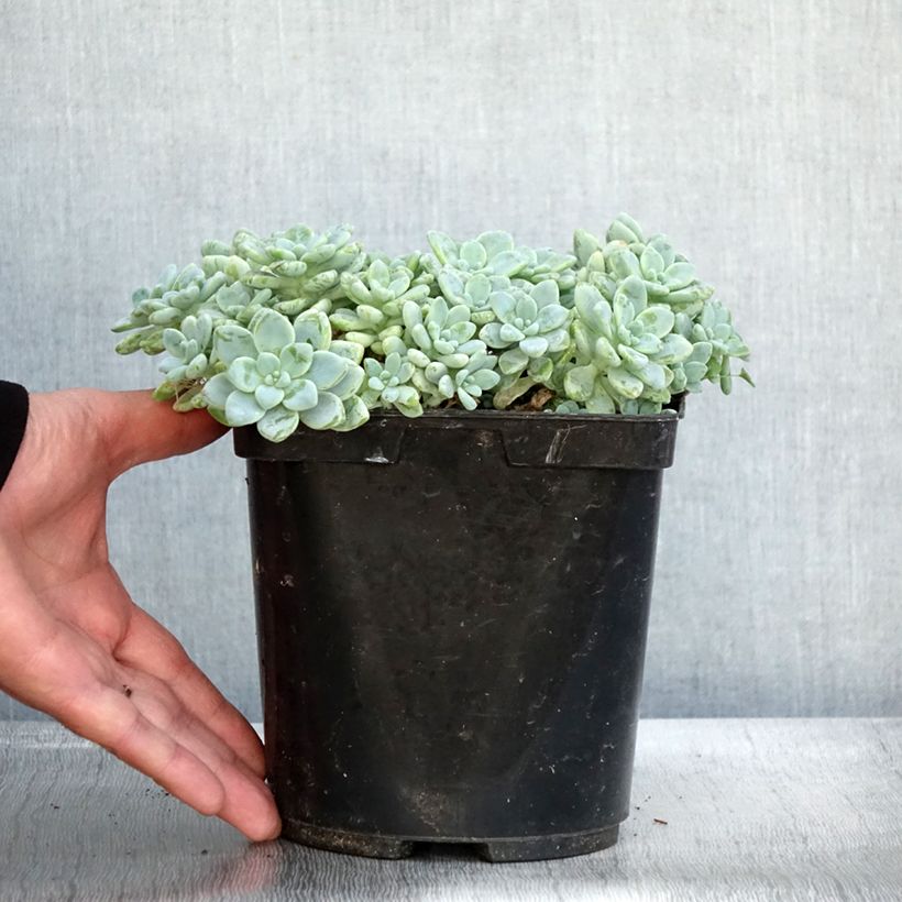 Spécimen de Sedum clavatum - Orpin mexicain - Pot de 3L/4L tel que livré en automne