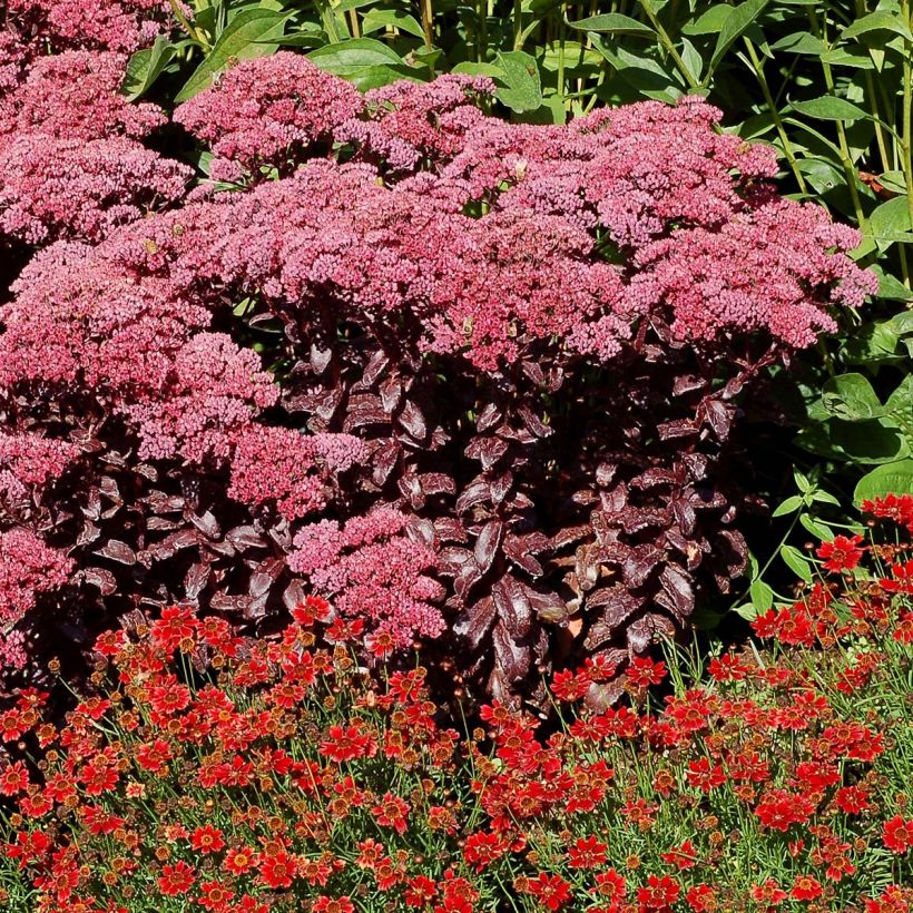 Sedum Dark Magic (Port)